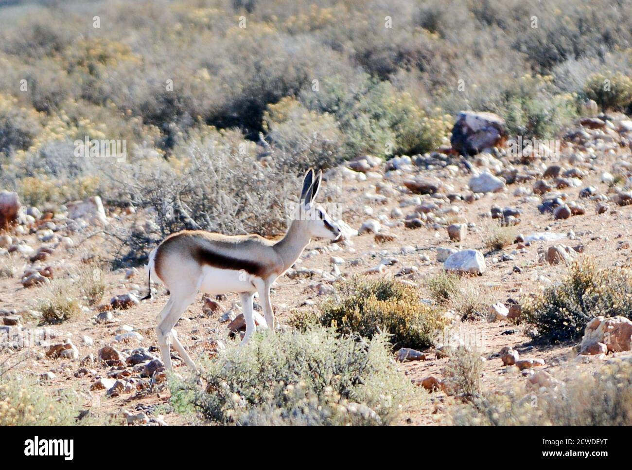 Eine Springbok-Antilope im Naturschutzgebiet Kagga Kamma in Südafrika. Stockfoto