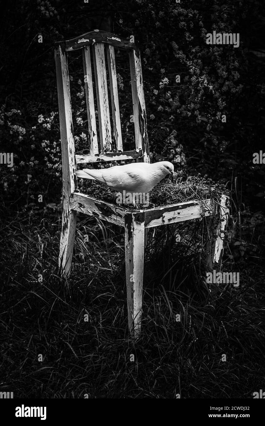Vertikale Graustufen Aufnahme einer Taube auf einem alten thront Kaputter Stuhl Stockfoto