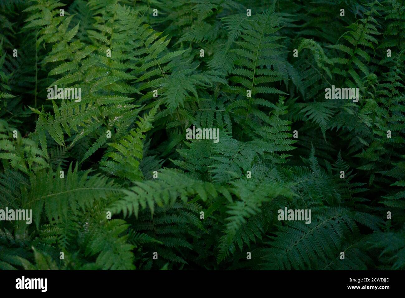 Nahaufnahme von grünen Farnen in einem Wald. Hintergrund aus grünen Farnblättern Stockfoto