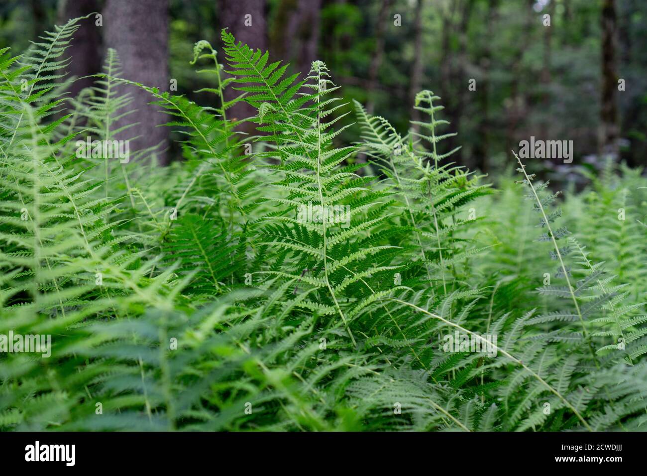 Nahaufnahme von grünen Farnen in einem Wald. Hintergrund aus grünen Farnblättern Stockfoto