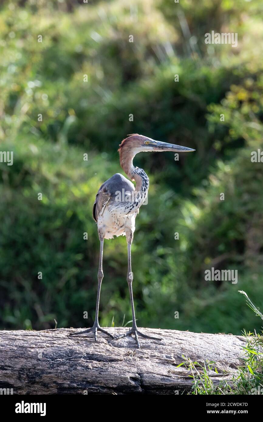 Blaureiher (Ardea herodias) in Kenia, Afrika Stockfoto