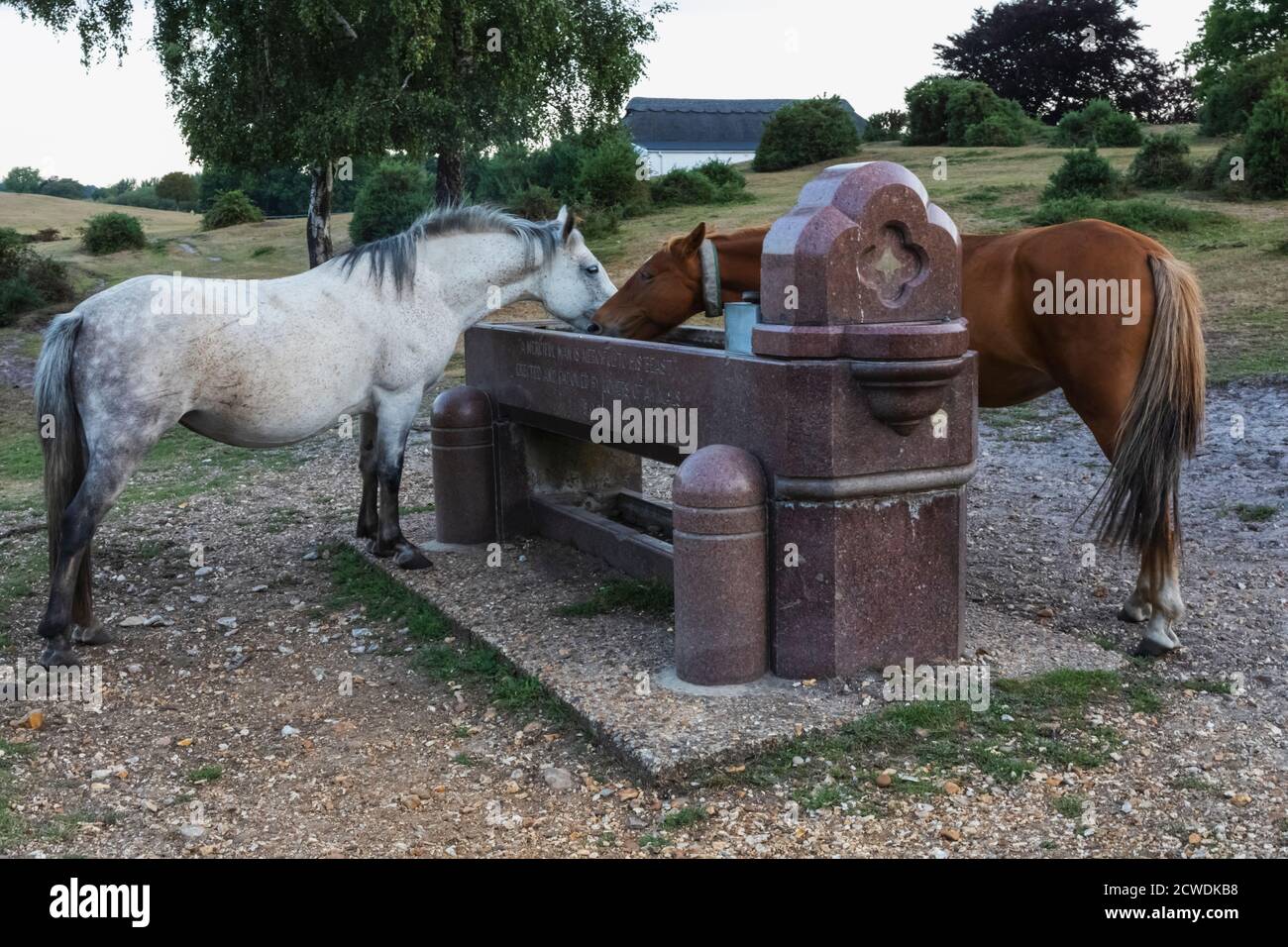 England, Hampshire, New Forest, Pferde trinken von Horse Trough im Parc Pole in der Nähe von Lyndhurst Stockfoto