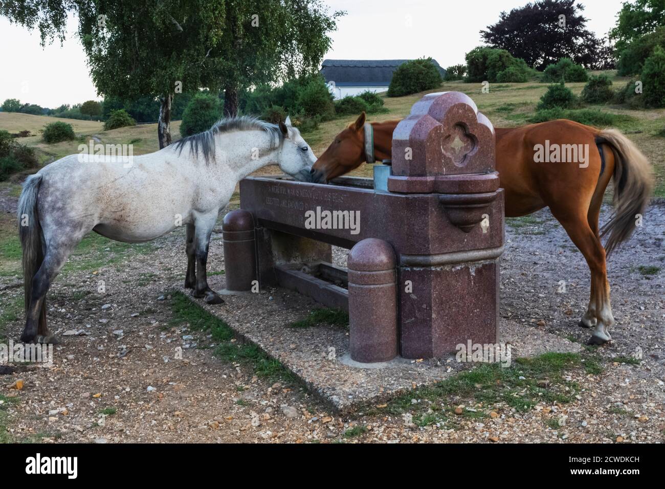 England, Hampshire, New Forest, Pferde trinken von Horse Trough im Parc Pole in der Nähe von Lyndhurst Stockfoto