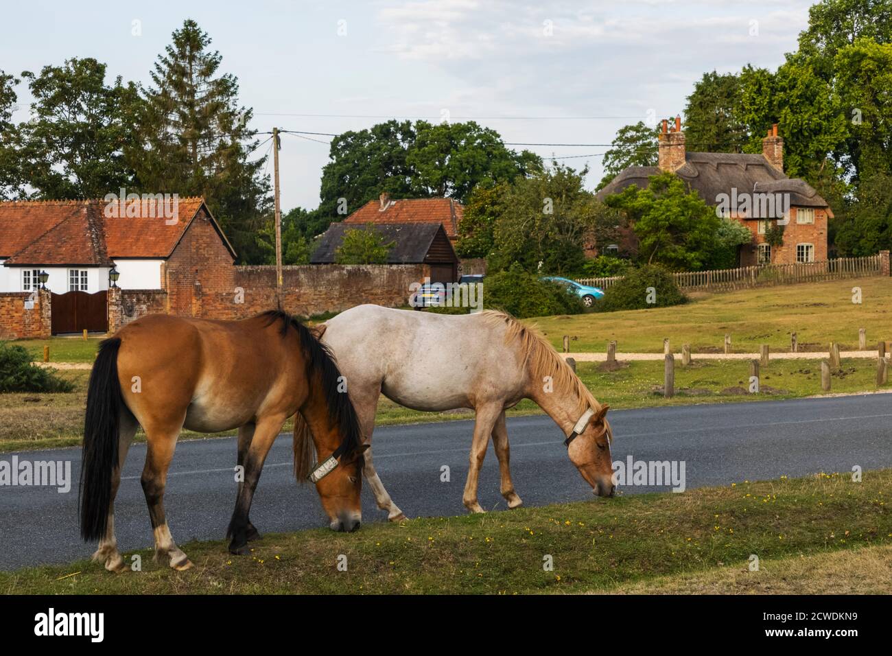 England, Hampshire, New Forest, Pferde grasen auf Roadside in der Nähe von Lyndhurst Stockfoto