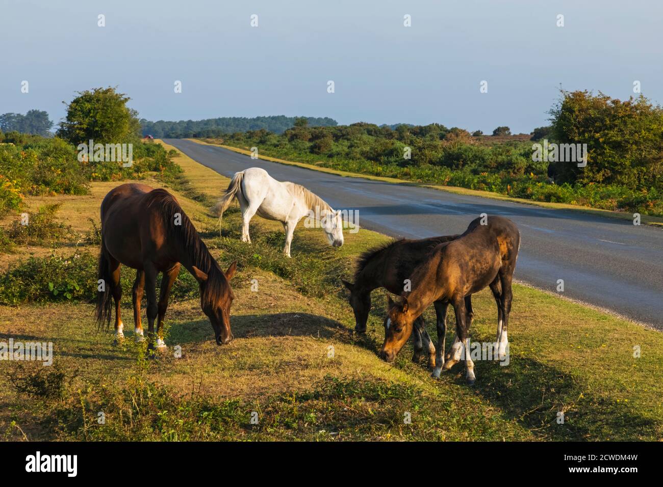 England, Hampshire, New Forest, Pferde grasen auf Roadside in der Nähe von Lyndhurst Stockfoto