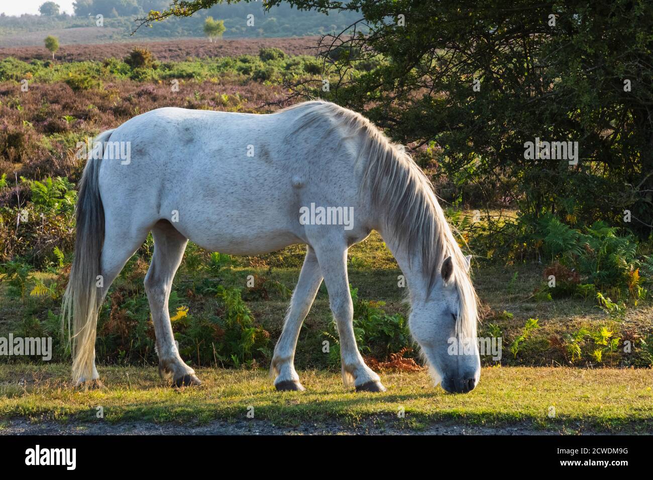 England, Hampshire, New Forest, Horse Grazing on Roadside in der Nähe von Lyndhurst Stockfoto