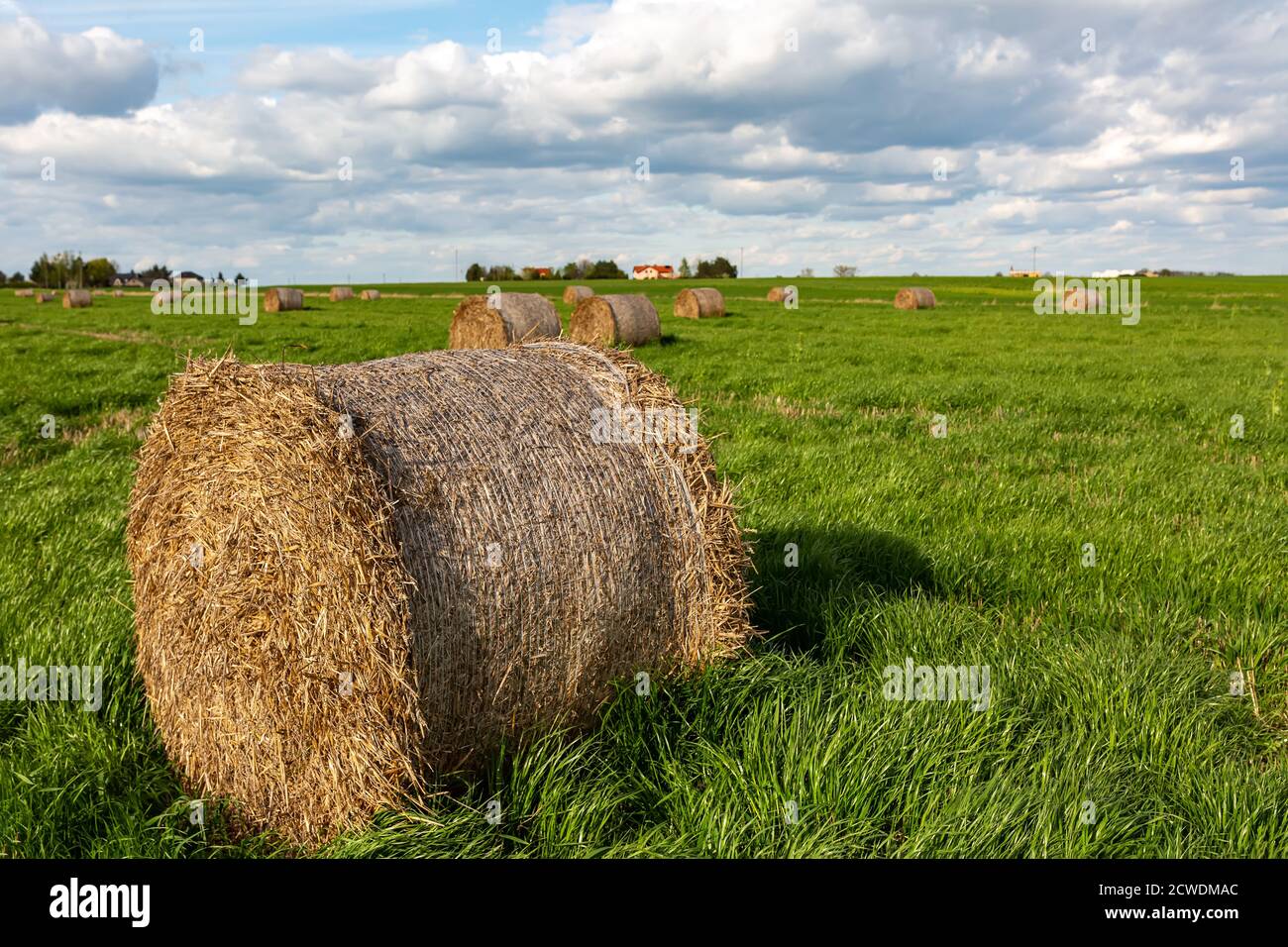 Heuballen auf grünem, saftigem Gras vor blauem Himmel. Tierfutter. Stockfoto