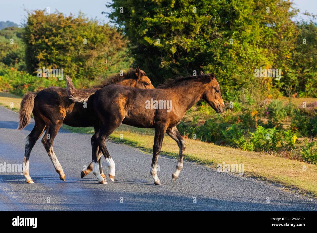 England, Hampshire, New Forest, Ponies Crossing Road in der Nähe von Lyndhurst Stockfoto