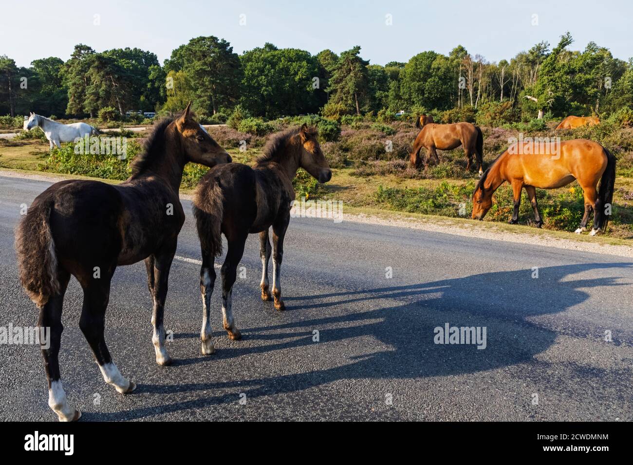 England, Hampshire, New Forest, Ponies auf der Straße in der Nähe von Lyndhurst Stockfoto