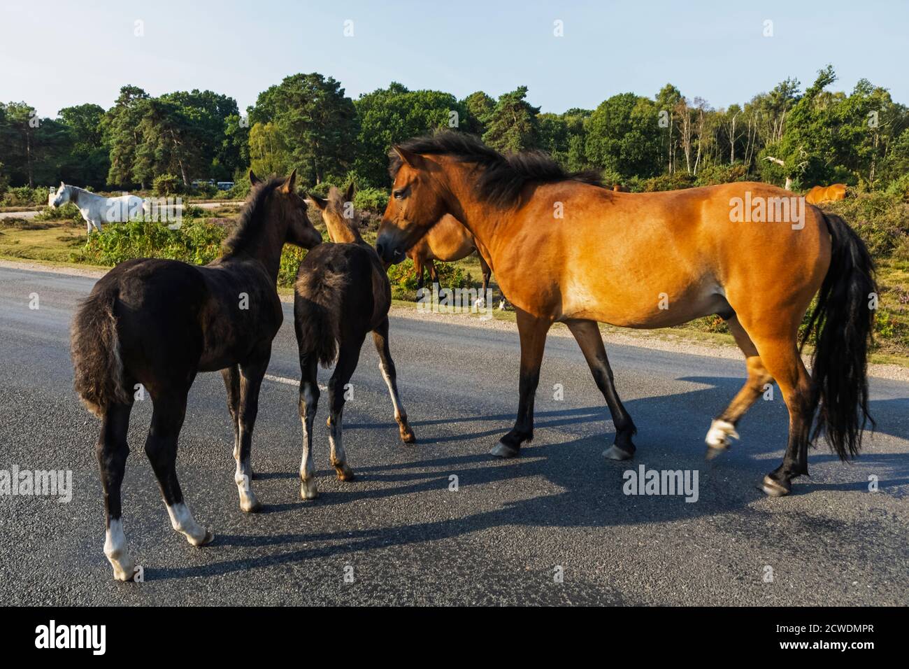 England, Hampshire, New Forest, Ponies auf der Straße in der Nähe von Lyndhurst Stockfoto