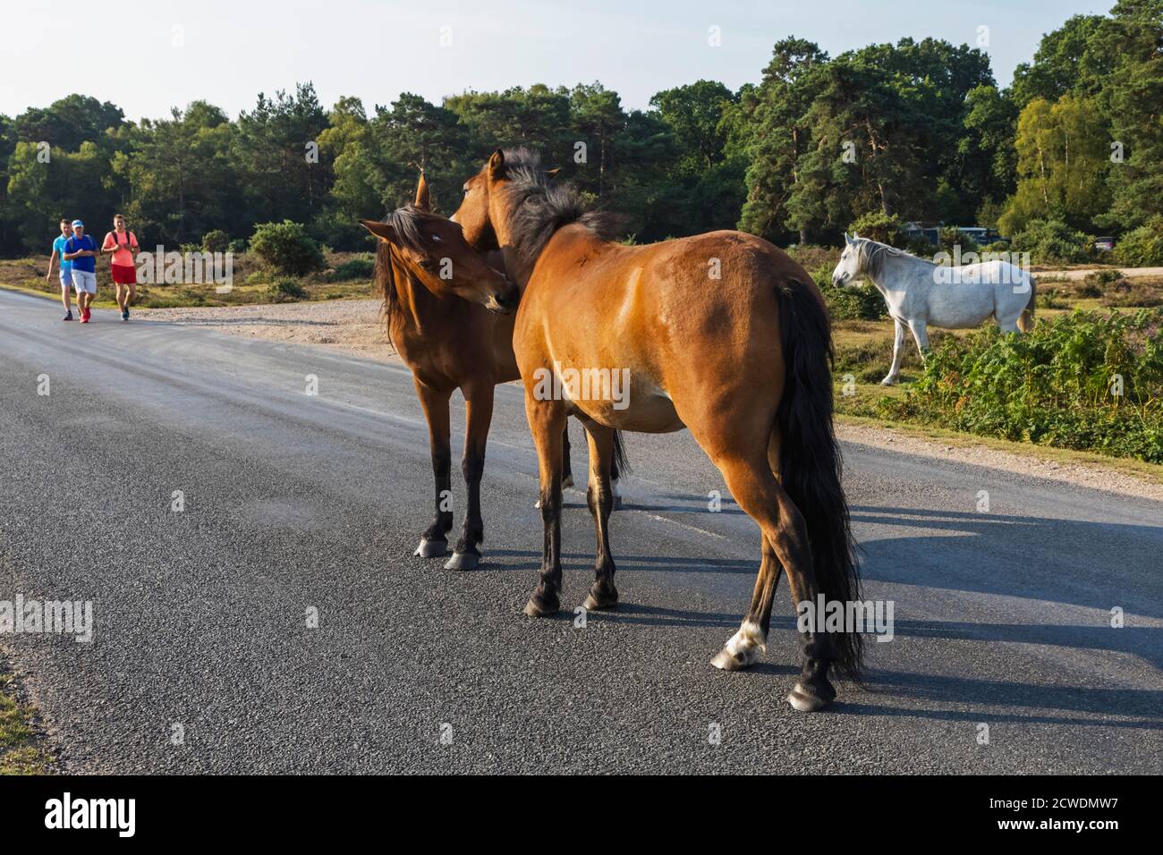 England, Hampshire, New Forest, Horses on Road in der Nähe von Lyndhurst Stockfoto