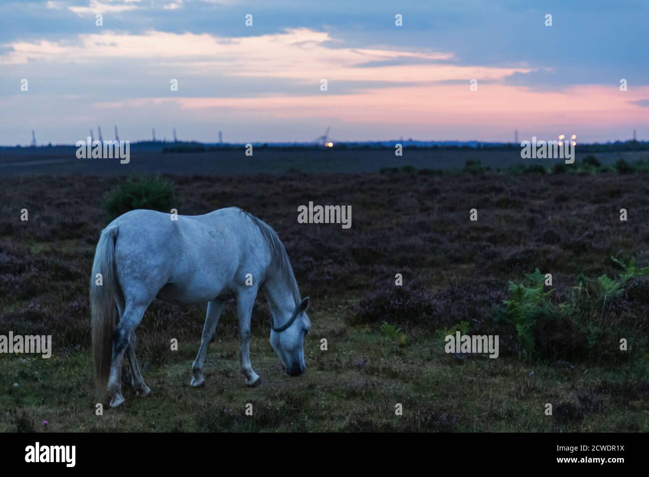 England, Hampshire, New Forest, Horse Grazing on Roadside in der Nähe von Lyndhurst Stockfoto
