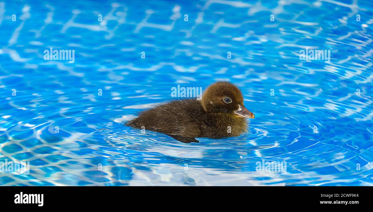 Braun kleine niedliche Ente im Schwimmbad. Schwarze Entlein Schwimmen in kristallklarem blauem Wasser sonnigen Sommertag. Stockfoto