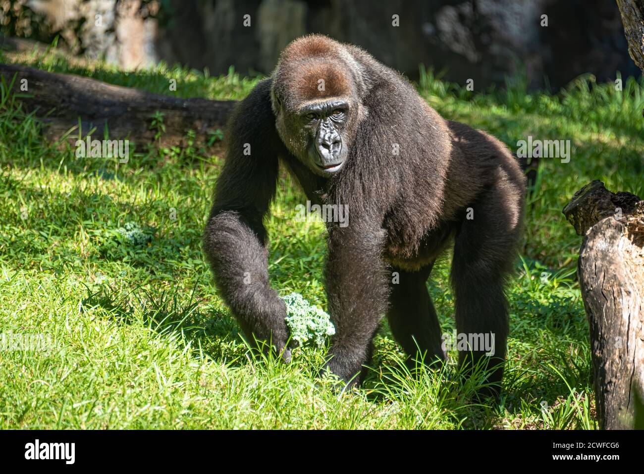 WESTERN-Flachland-Gorilla in Busch Gardens Tampa Bay in Tampa, Florida. (USA) Stockfoto