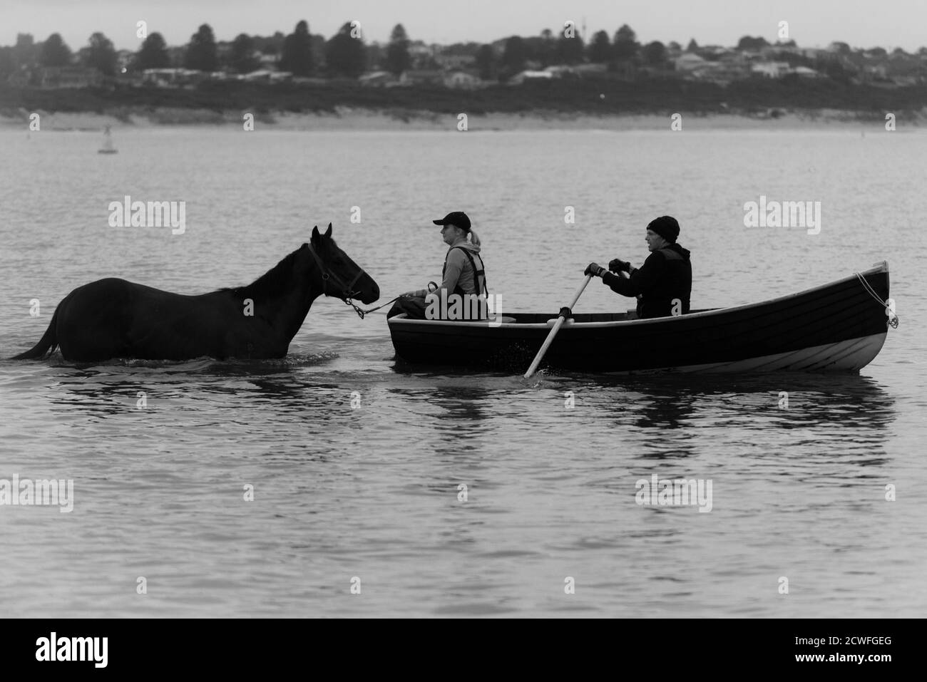 Pferdeausbildung im Meer hinter einem Ruderboot Stockfoto