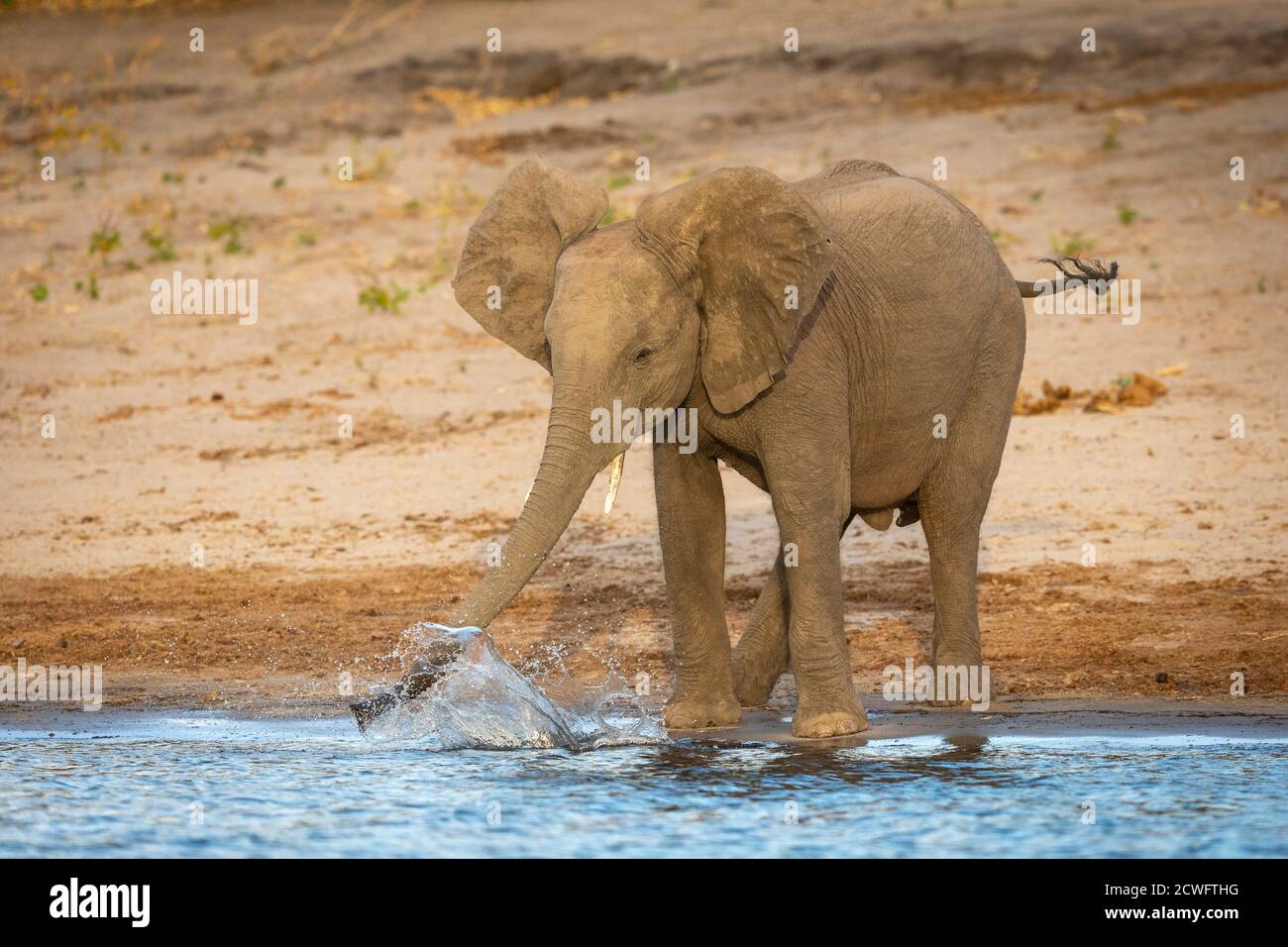 Kleiner Elefant, der am Ufer des Flusses steht und mit dem er spielt Wasserspritzer in Chobe in Botswana Stockfoto