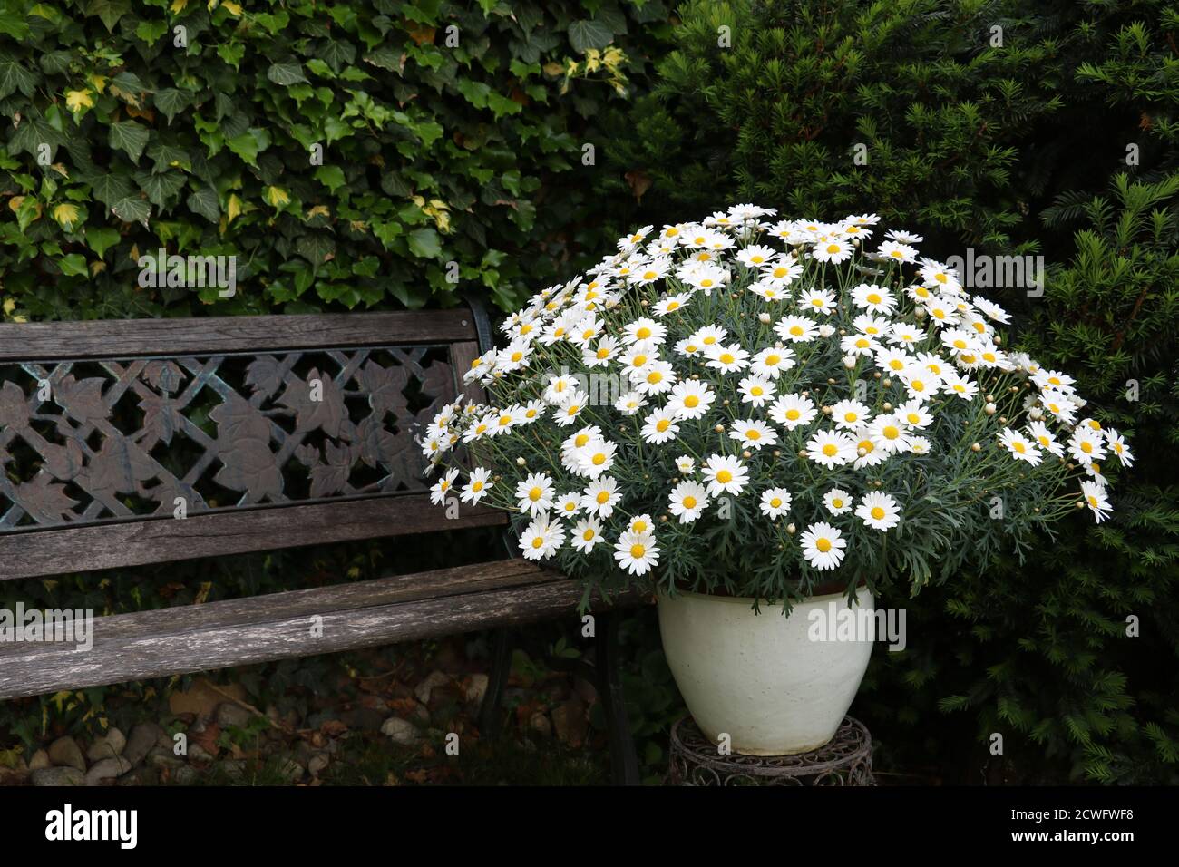 Weiße marguerite Blume im Pflanztopf im Garten Stockfoto