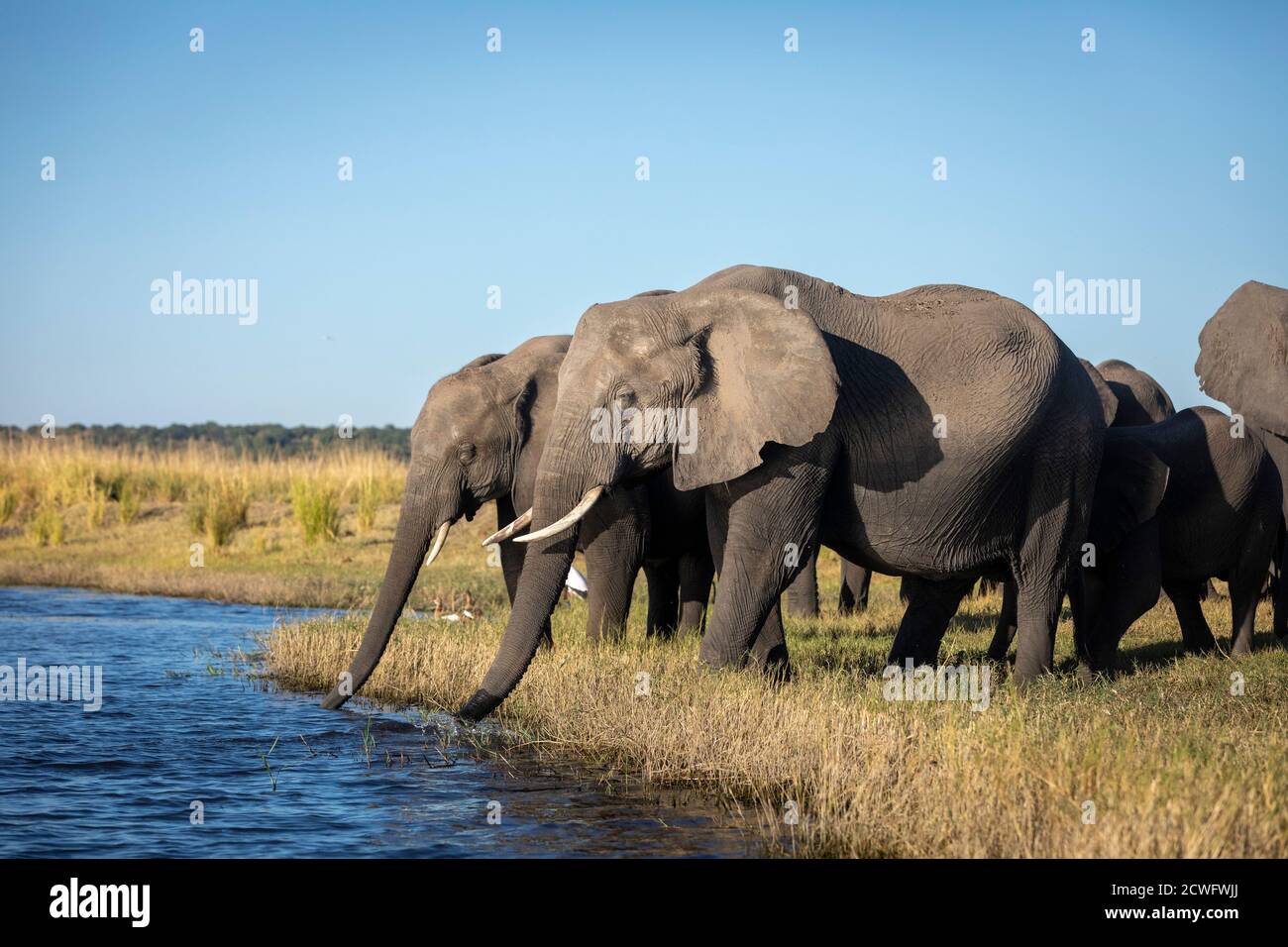Elefantenherde am Rande des Chobe River in goldenes Nachmittagslicht in Botswana Stockfoto