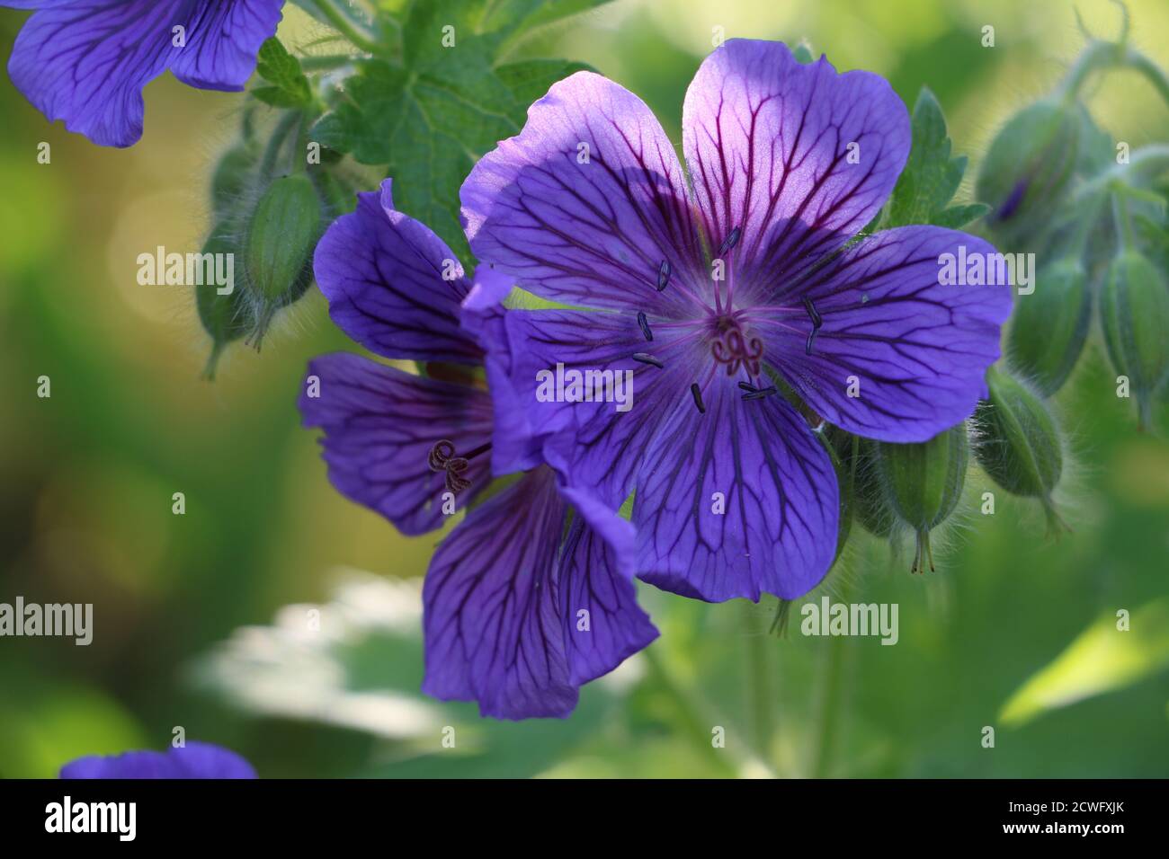 Purple Cranesbill Geranium Makro Stockfoto