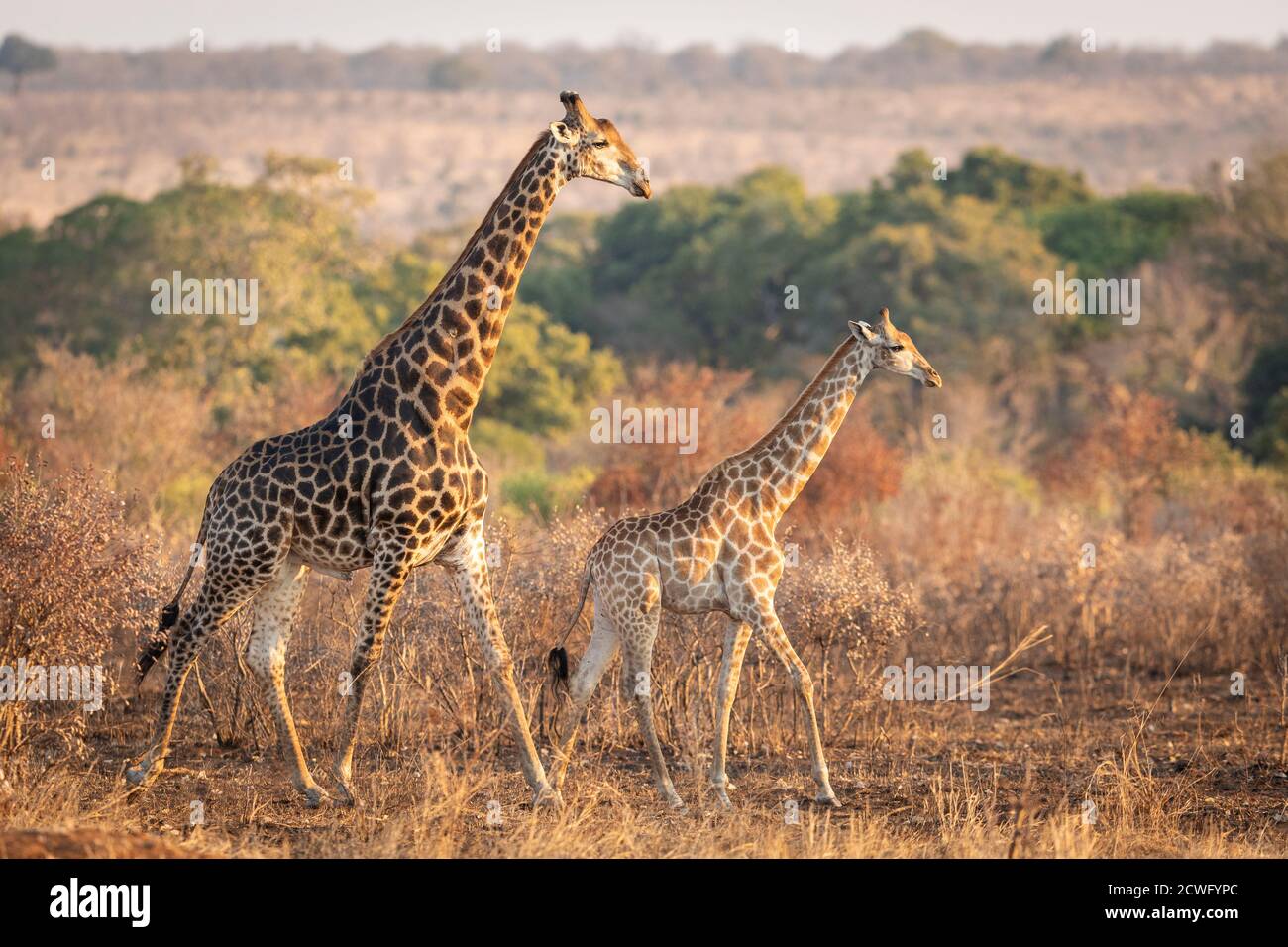 Männliche und weibliche Paarungsgiraffe, die im Herbstlicht hereinspaziert Kruger Park in Südafrika Stockfoto