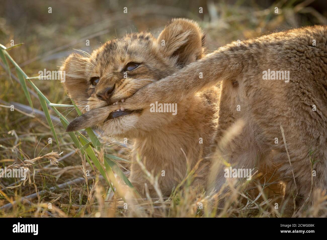 Niedliches und kleines Löwenbaby, das spielerisch den Schwanz seines Bruders zieht Mit seinen Zähnen im Kruger Park in Südafrika Stockfoto