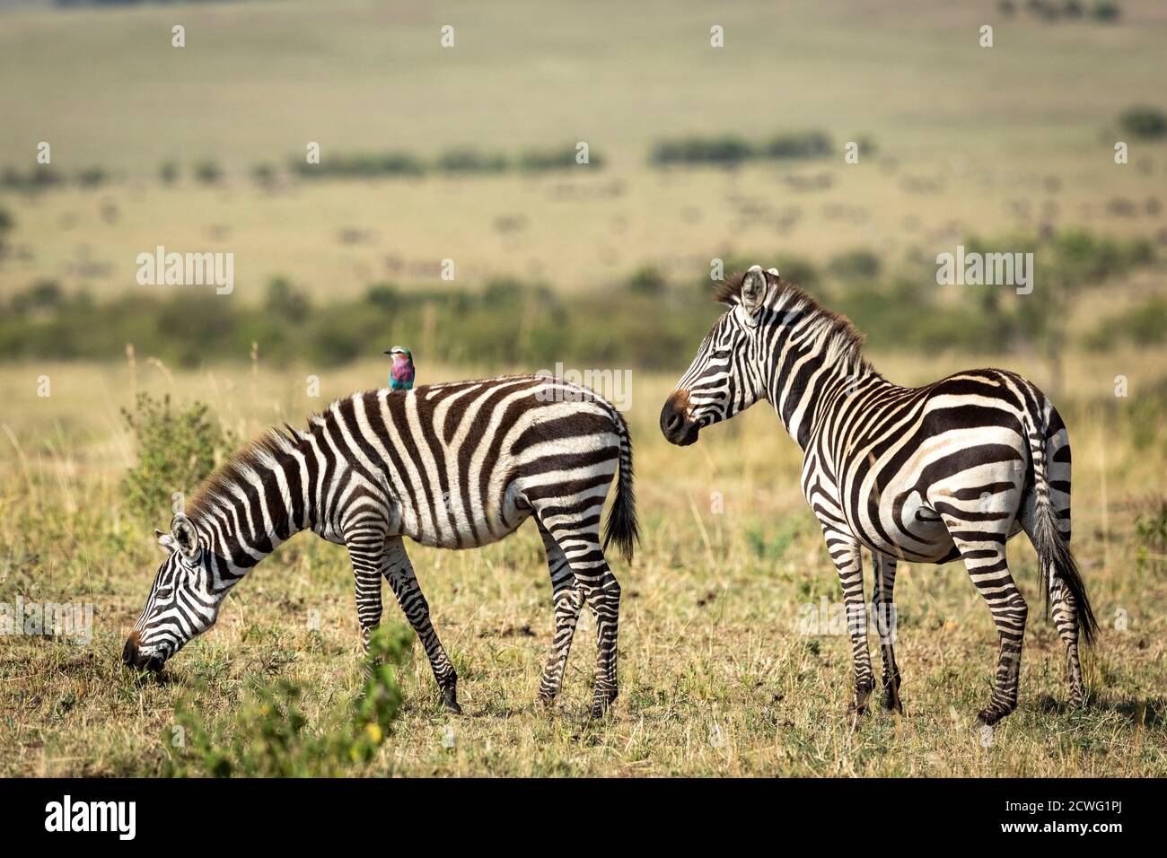 Zwei Zebras mit Fliederstreifen grasen in Masai Mara In Kenia Stockfoto