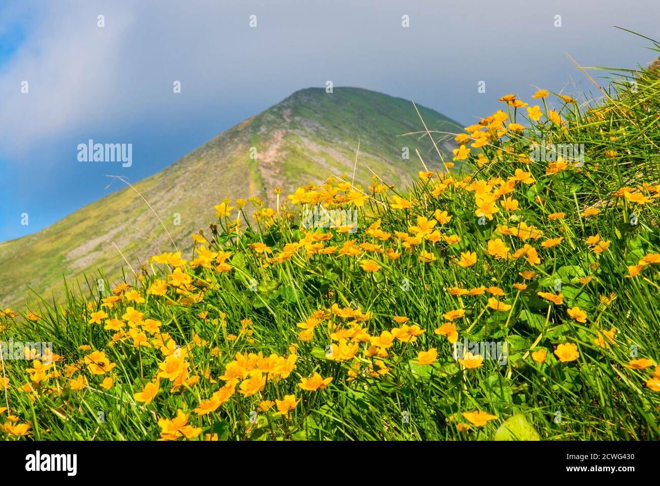 Bunte Sommerlandschaft in den Karpaten. Blick auf den Berg Hoverla Stockfoto