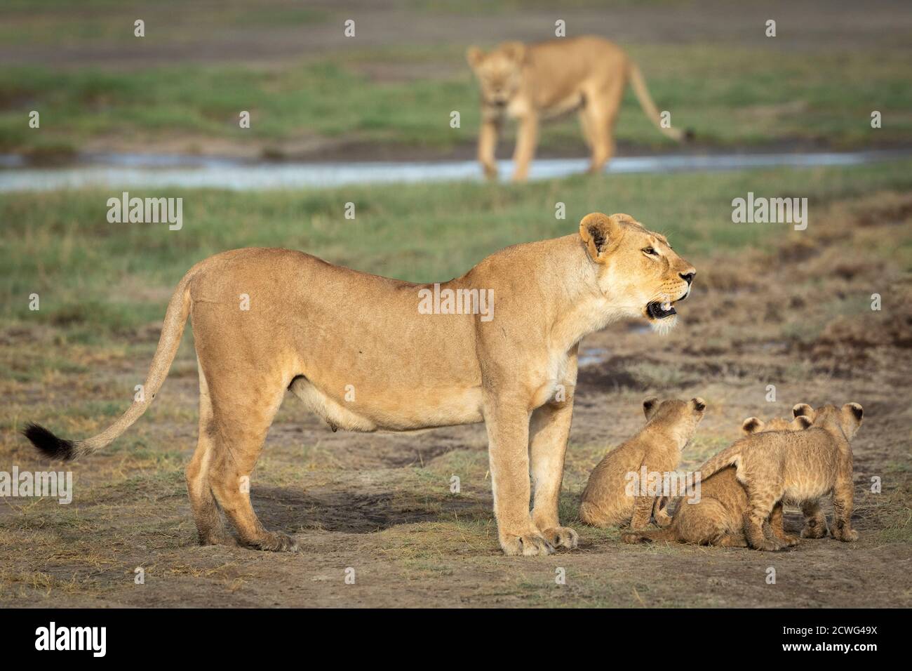 Löwin und ihre drei jungen Löwen stehen zusammen in Ndutu In Tansania Stockfoto