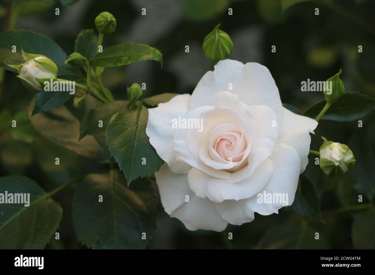 Weiße Rose Aspirin Makro Stockfoto