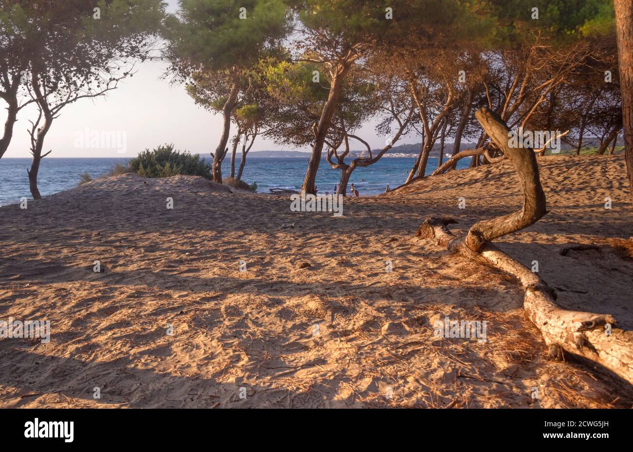 Rivabella Strand in Salento, Apulien (Italien): Pinienwald auf der Düne. Stockfoto