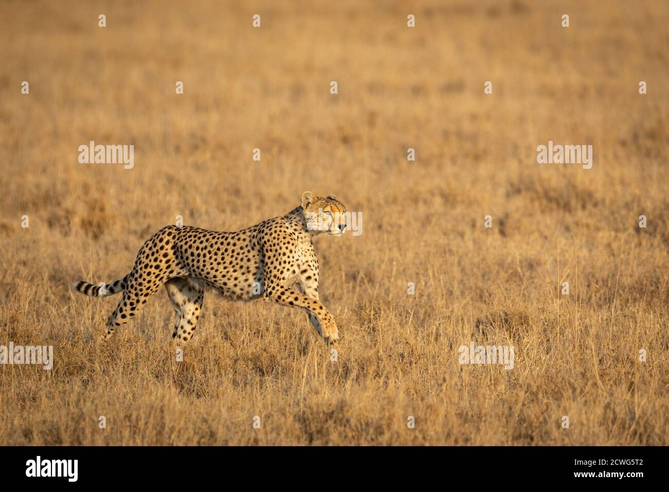 Geparden laufen in trockenen Ebenen der Serengeti am Morgen In Tansania Stockfoto