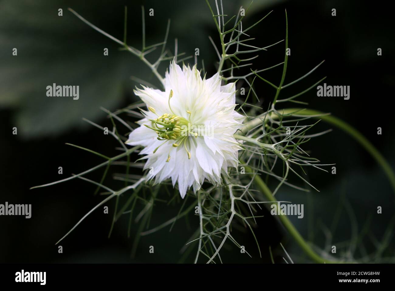 Weiße Nigella damascena Blume Makro Stockfoto