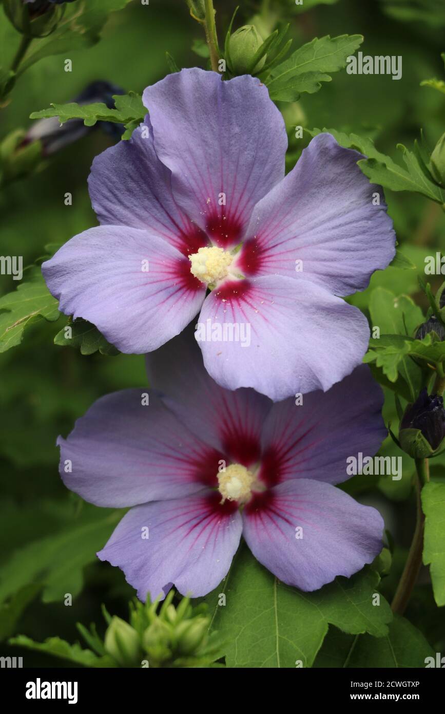 Blaue Hibiskusblüten im Sommergarten Makro Stockfoto