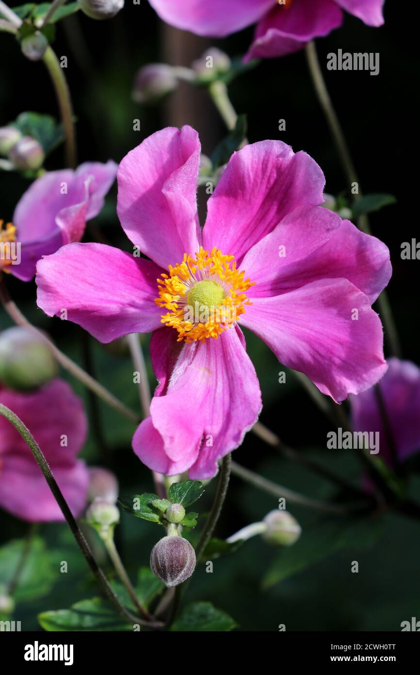 Rosa japanische Anemone splendens Makro Stockfoto