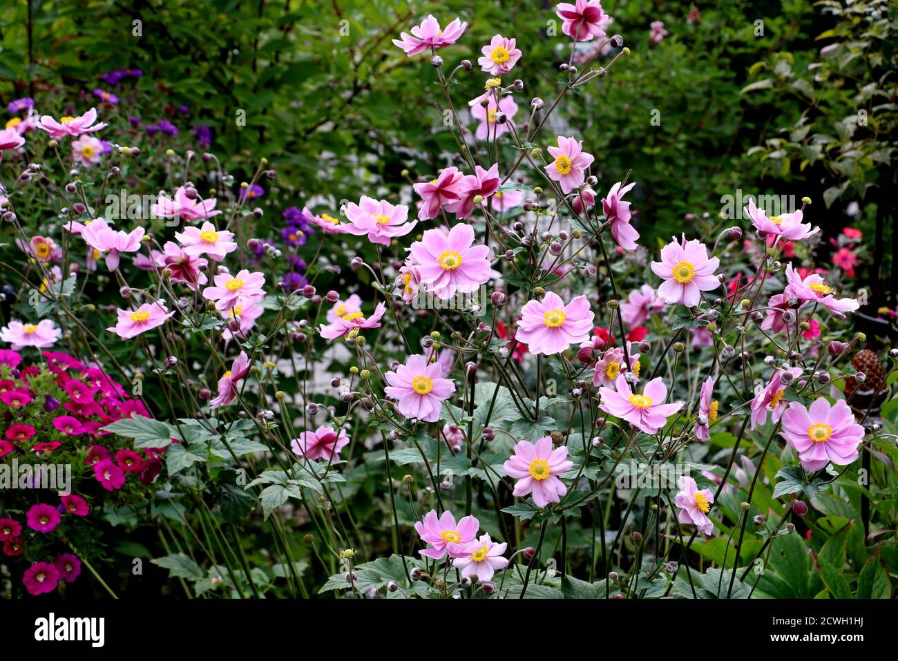Rosa japanische Anemone im Herbstgarten Stockfoto