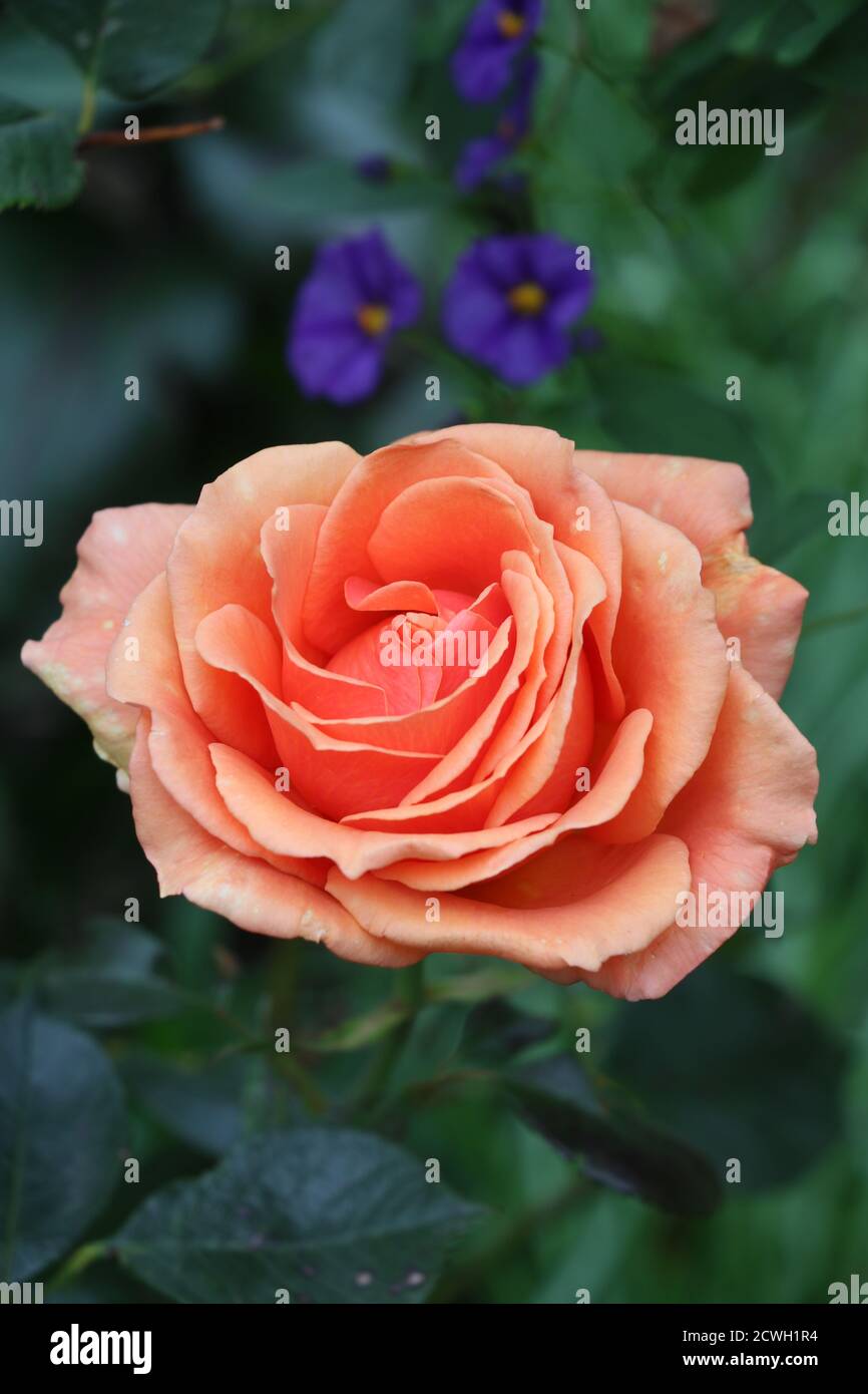Orange Rose Tea Time Makro Stockfoto