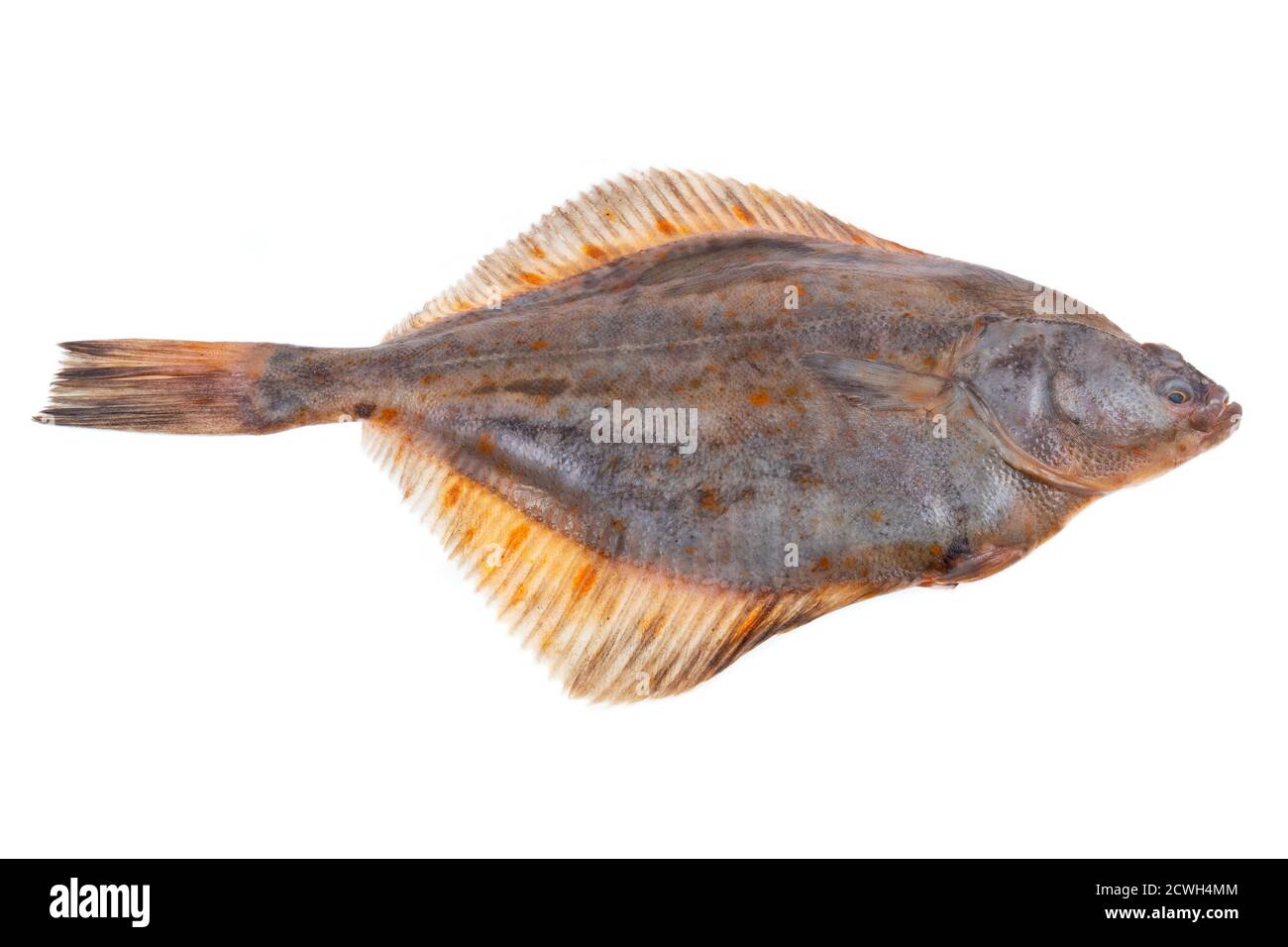 Ganze einzelne frische rohe Scholle Fisch isoliert auf weißem Hintergrund Stockfoto