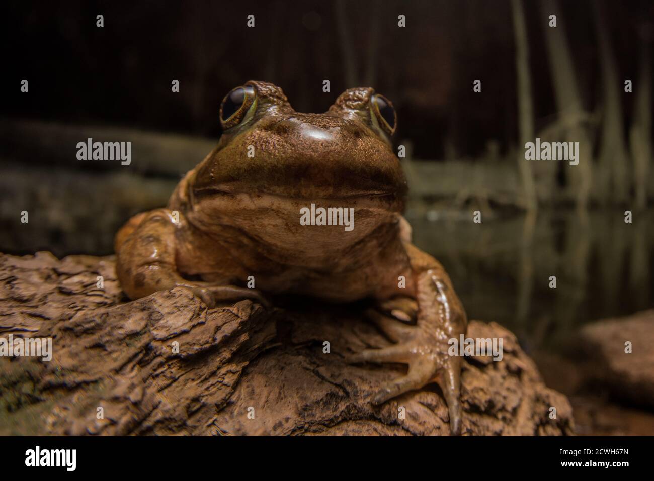 Ein großer Bullfrog (Lithobates catesbeianus/Rana catesbeiana) in einem dunklen Sumpf in der Nacht. Stockfoto