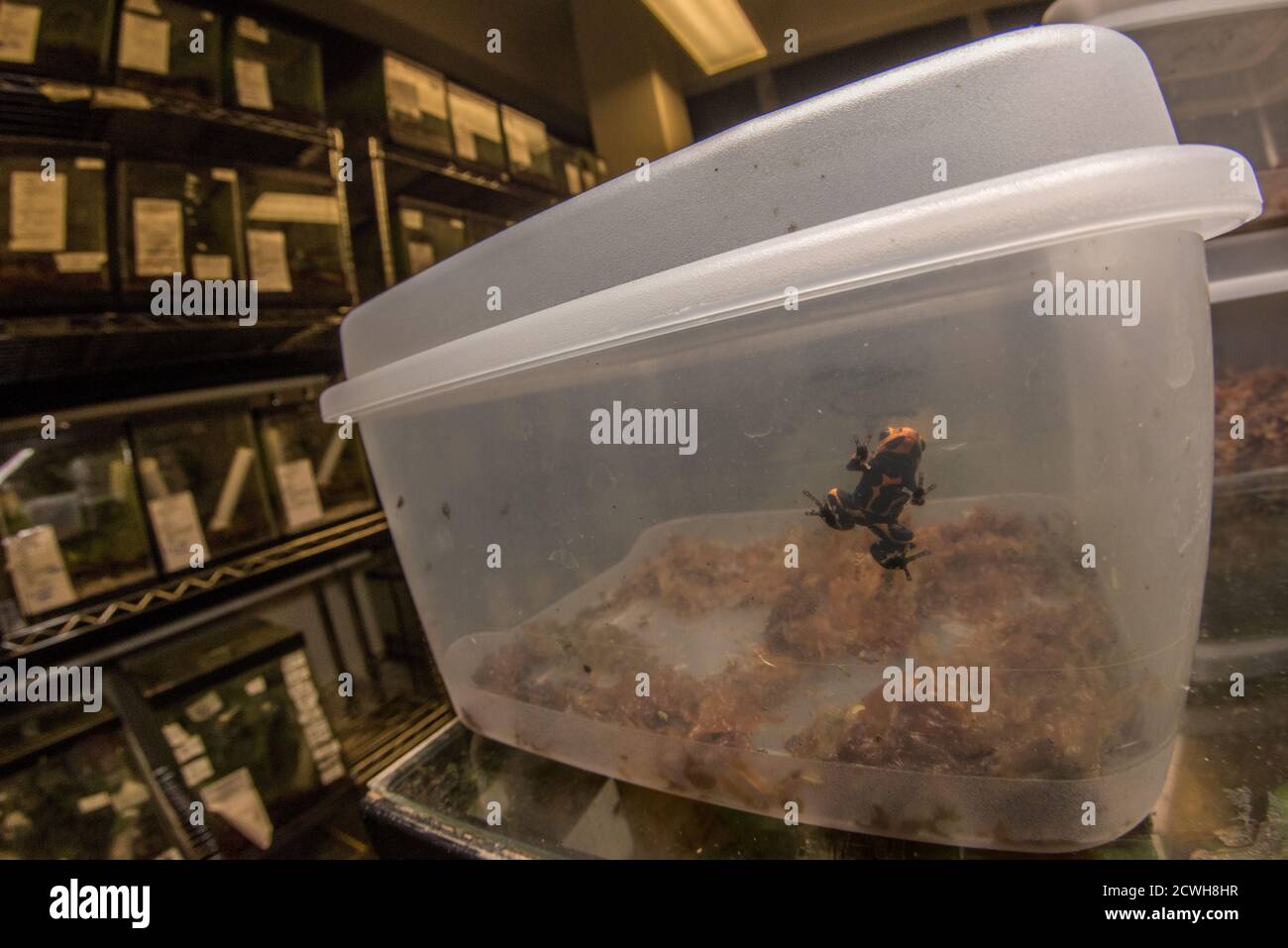 Ein Giftpfeilfrosch (Ranitomeya) in einer Tupperware innerhalb einer Tierforschungseinrichtung mit vielen Reihen und Regalen von Terrarien, in denen Frösche untergebracht sind. Stockfoto