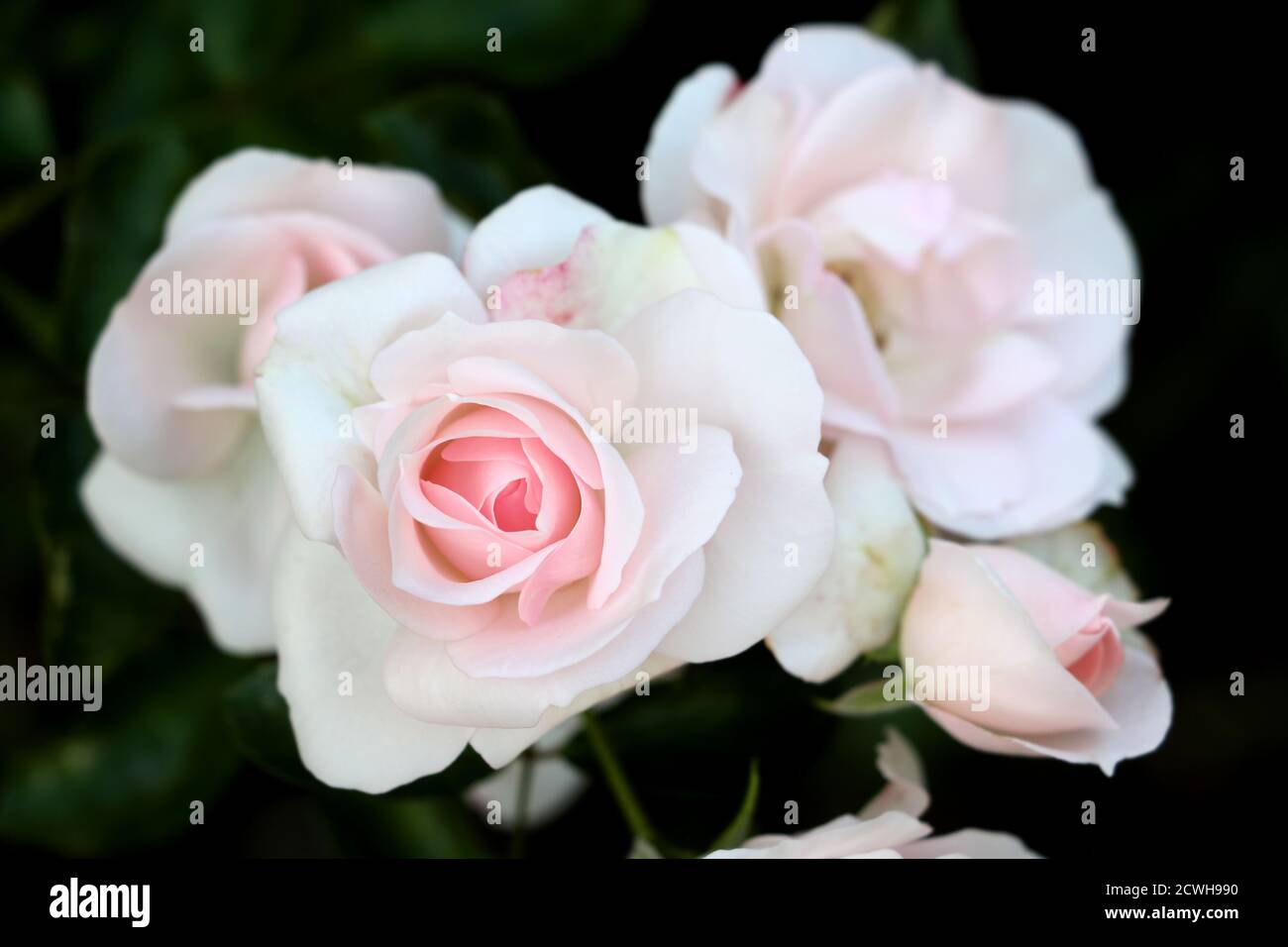 Weiße Rose Aspirin im Herbst Makro Stockfoto
