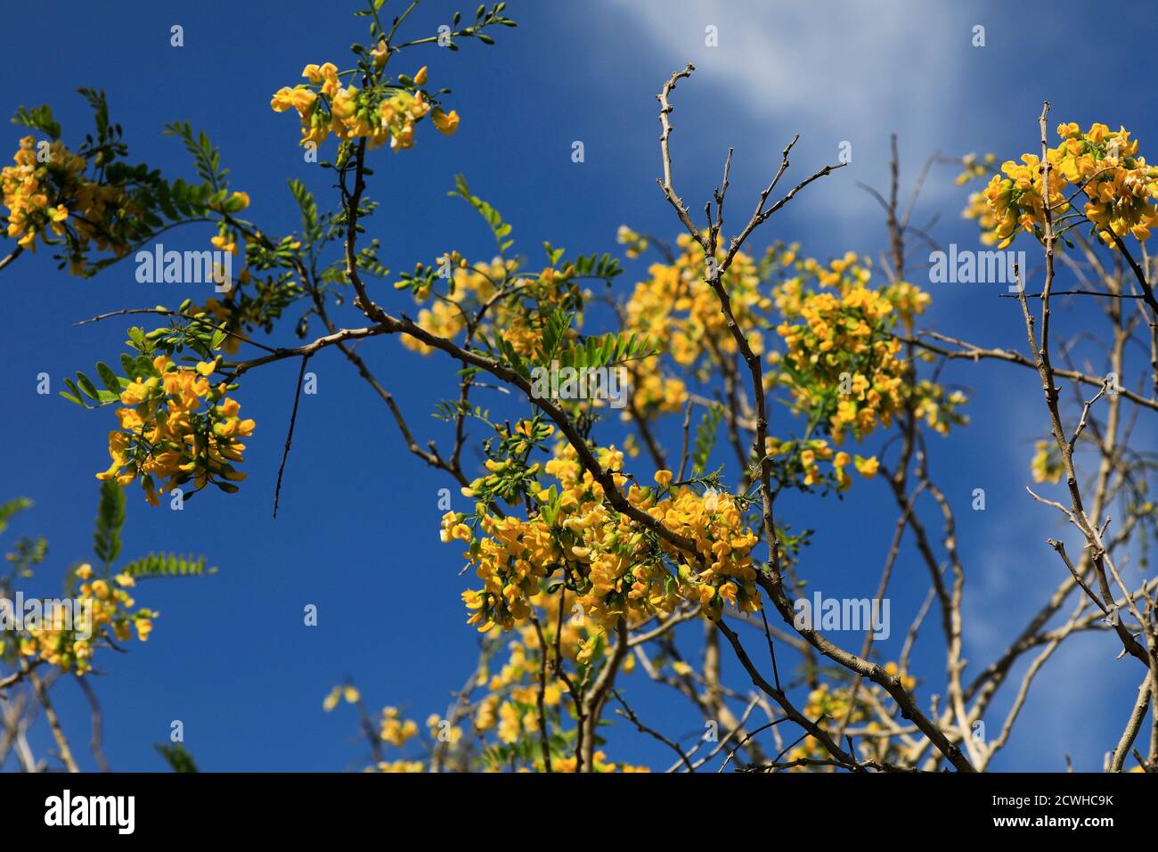 Natal Laburnum (Calpurnia aurea) in Kirstenbosch National Botanical Gardens, Kapstadt, Südafrika. Stockfoto