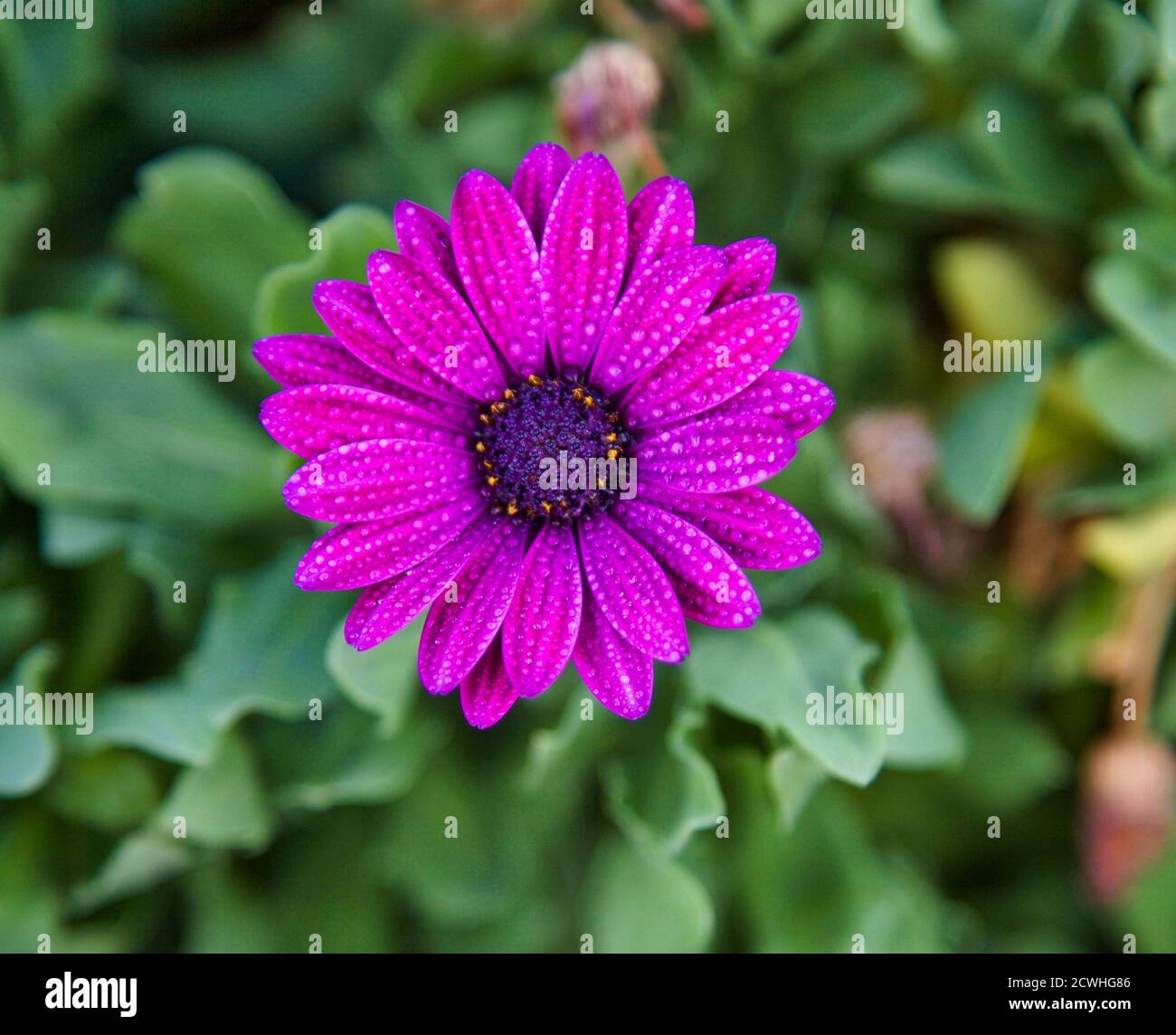 Heißer Rosa Gerber. Isoliert. Blütenkopf in voller Blüte. Stockbild. Stockfoto