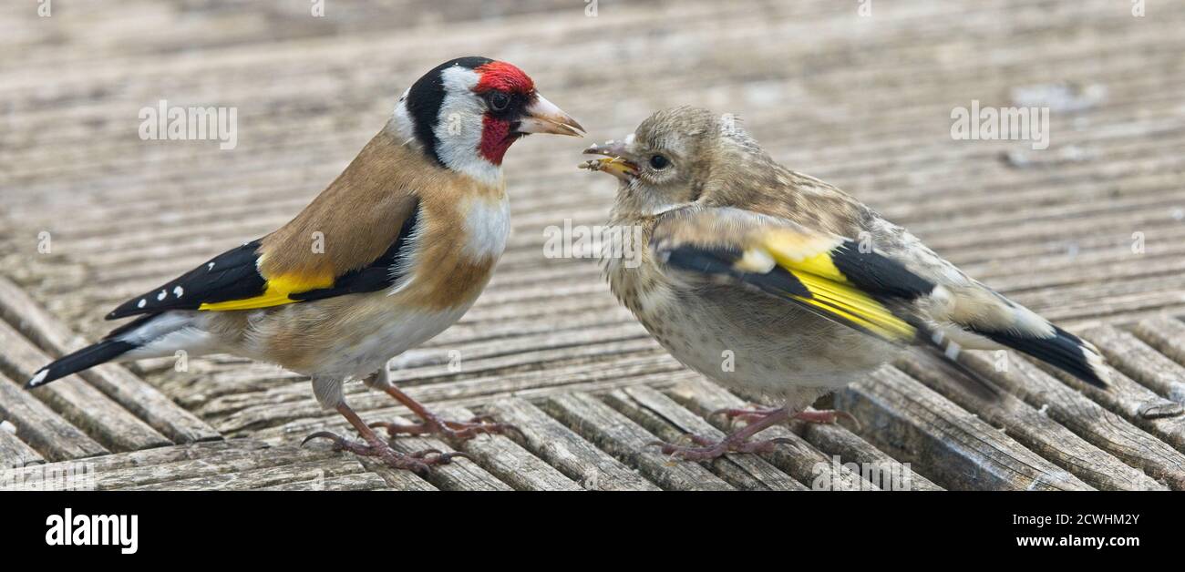 Europäischer Goldfink, Erwachsene Fütterung Bettelanfalter, Cornwall, England, Großbritannien. Stockfoto