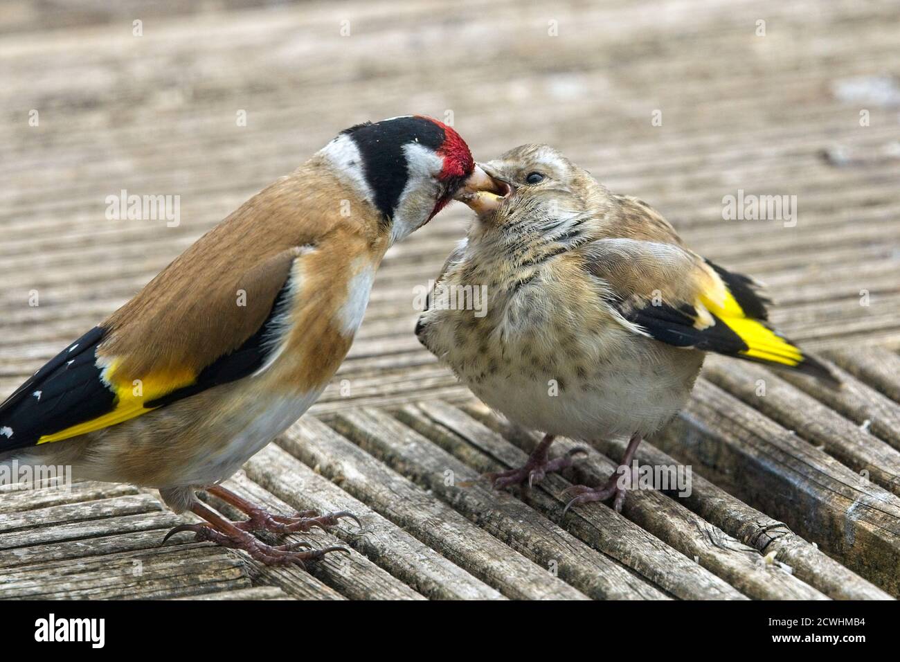Europäischer Goldfink, Erwachsener, der ein Jungtier füttert, Cornwall, England, Großbritannien. Stockfoto