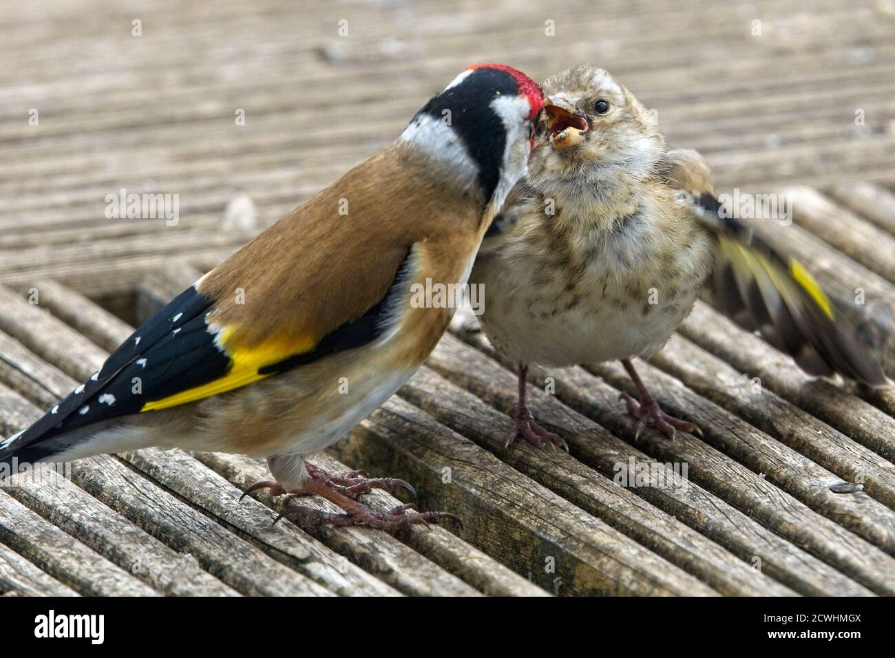 Europäischer Goldfink, Erwachsener, der ein Jungtier füttert, Cornwall, England, Großbritannien. Stockfoto