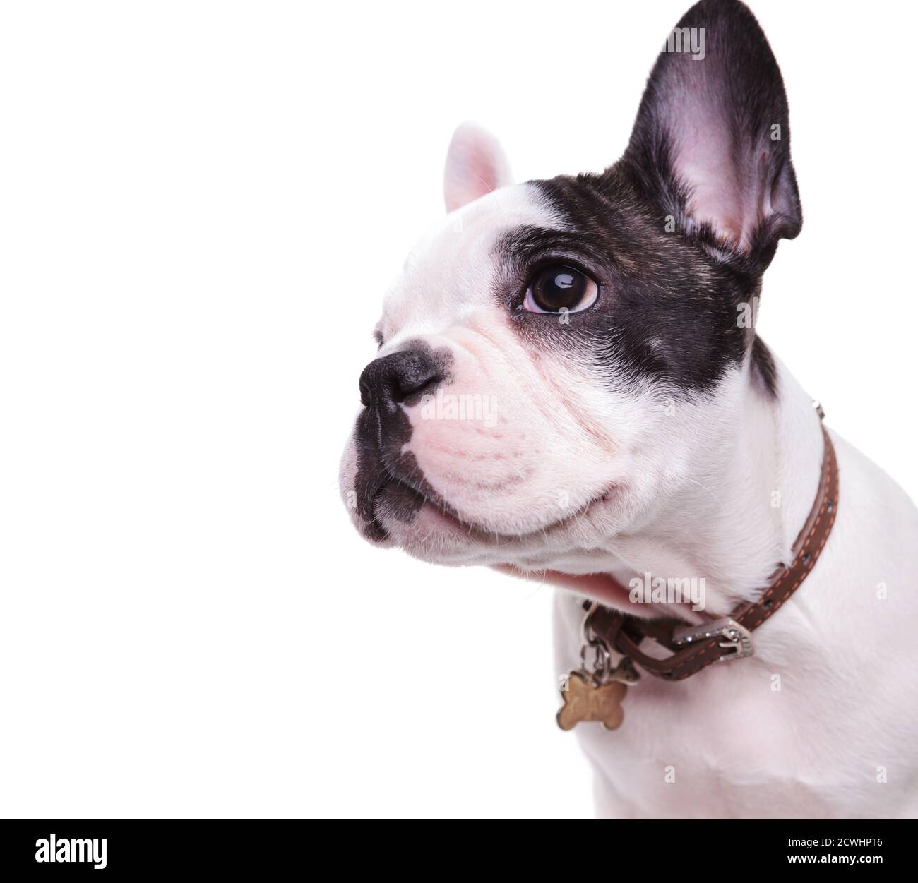 Profilbild einer niedlichen französischen Bulldogge, die zur Seite schaut, trägt einen Namensschild auf Kragen auf weißem Hintergrund Stockfoto