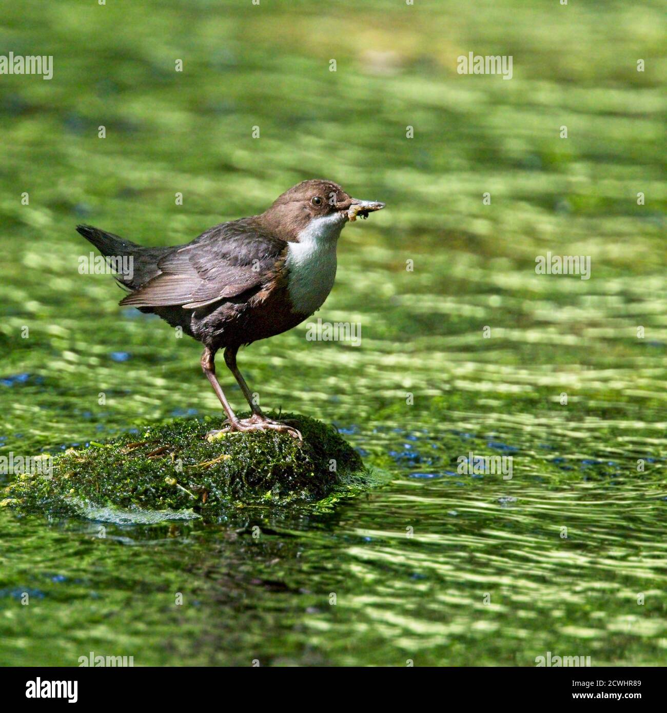 Weißkehlchen oder Europäischer Dipper (Cinclus cinclus) an einem Waldbach, Cornwall, England, Großbritannien. Stockfoto