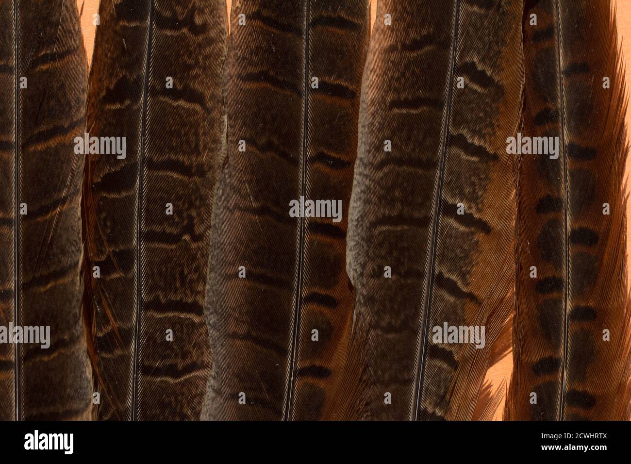 Hintergrund von Vogelfedern für das Design. Horizontale Ausrichtung Stockfoto