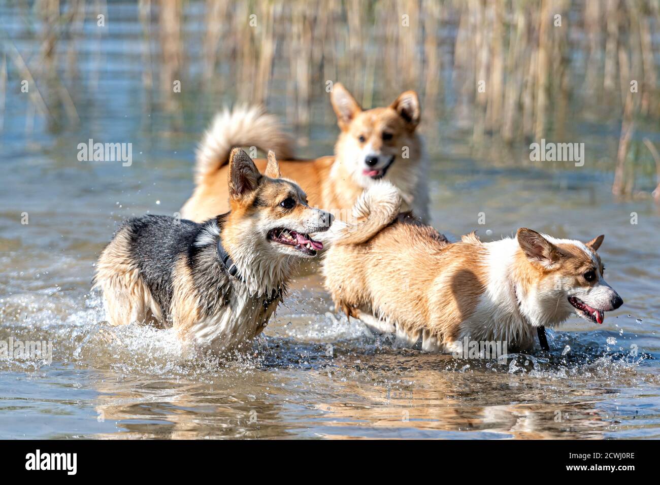 Mehrere glückliche Welsh Corgi Hunde spielen und springen in der Wasser am Sandstrand Stockfoto