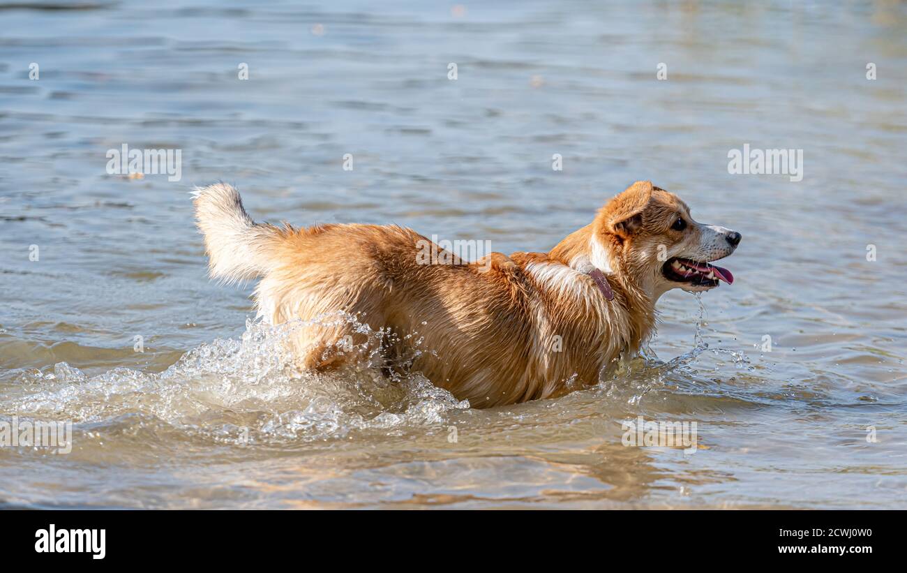 Welsh Corgi Pembroke flauschiger Hund, der im Wasser spielt Der Strand Stockfoto